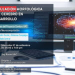 Simulación morfológica del cerebro en desarrollo